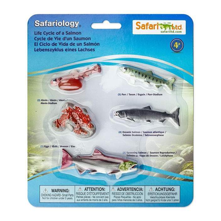 Ciclo Vitale del Salmone Safari LTD - Millemamme